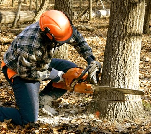 Tree Removal in Lakeville, PA